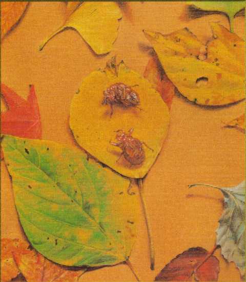 ���t�Ƌ��