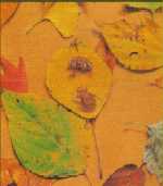 ���t�Ƌ��